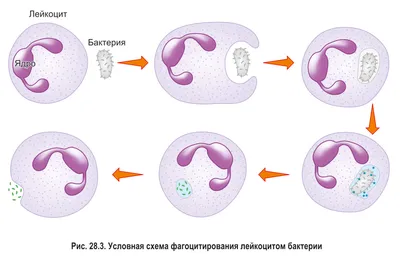 Почему у меня понижены лейкоциты в крови: что это значит – отвечает  иммунолог | О здоровье: с медицинского на русский | Дзен