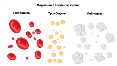 Лейкоциты в крови - уровень нормы у мужчин и женщин, причины пониженного и  повышенного уровня лейкоцитов в крови