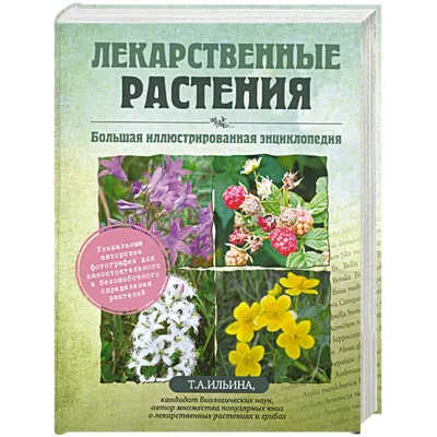 Лекарственные растения вокруг нас — Кубань Сегодня