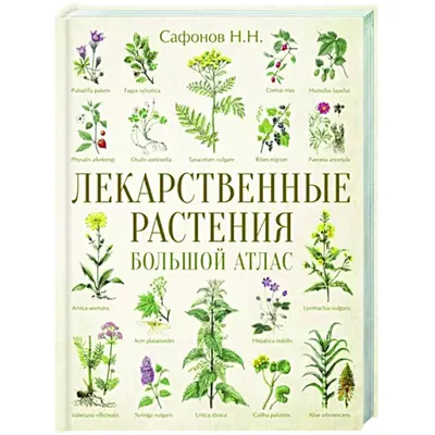 Путеводитель по природе «Лекарственные травы в июне» | Латвийский  Национальный музей природы