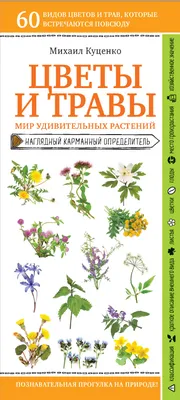 Лекарственные растения. Картинки и фото с описаниями - Прогрессивное  растениеводство