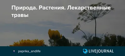 Лекарственные травы растения | Сравнить цены и купить на 