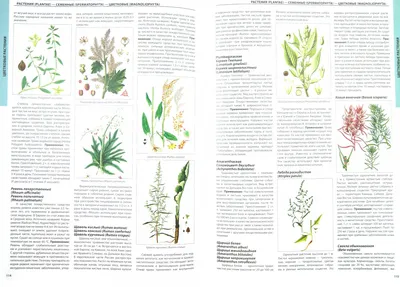 Лекарственные травы и растения с названиями и описанием картинки