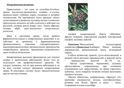 Какие лекарственные травы можно вырастить на огороде: сажаем ромашку,  базилик, тимьян, эхинацею, лаванду, лимонник, курильский чай июль 2022 года  -  - НГС