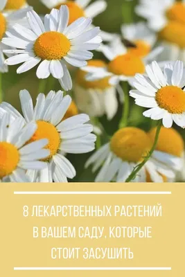 10 лекарственных растений России, на которых можно сколотить состояние |  Forbes Life