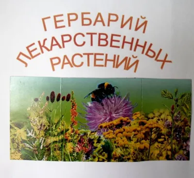 На Западе это растение не признавали, а в России в XIX веке собирали в 29  губерниях, считая, что оно одно из лучших лекарственных растений | УЧЕНЫЙ  АГРОНОМ | Дзен