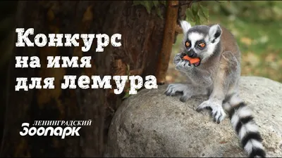 Конкурс на имя для лемура!