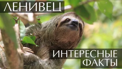 Ленивец и коала: одно и то же животное? — Аренда животных в Москве и  Подмосковье