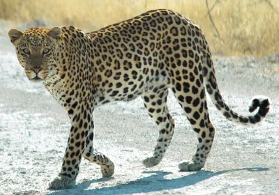 Леопард (Panthera pardus): фото, виды, интересные факты