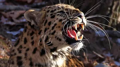 Грустный леопард - картинки и фото 