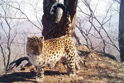 В горах Сочи погибла самка леопарда Виктория, воровавшая кур в Абхазии