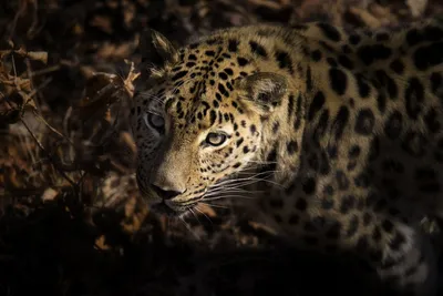 Детеныша леопарда назвали в честь озера в Абхазии - , Sputnik  Абхазия