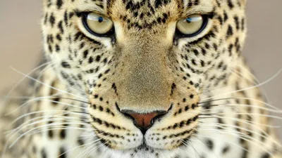 Леопарда, впервые снятого на видео восточнее Транссиба, назвали Казановой -  РИА Новости, 
