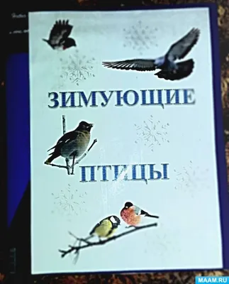 Лэпбук «Зимующие птицы» (9 фото). Публикация 1065179. Воспитателям детских  садов, школьным учителям и педагогам - Маам.ру