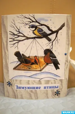 Лэпбук «Зимующие птицы» | Лэпбук, Птицы, Детские научные проекты