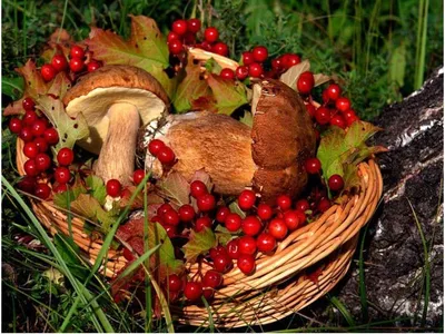 Грибы, ягоды, лес осенью в Подмосковье в Мещере — фото, картина