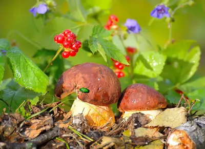 Блог Быковой С.В.: грибы-ягоды