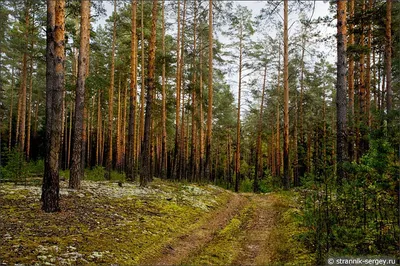 Грибы, ягоды, лес осенью в Подмосковье в Мещере — фото, картина