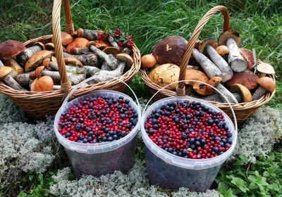 Депутаты предложили продавать грибы, ягоды и орехи государству за деньги -  53 Новости