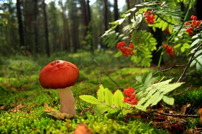 Осенний лес. Грибы, ягоды - Официальный сайт детского сада № 8 г Ангарск