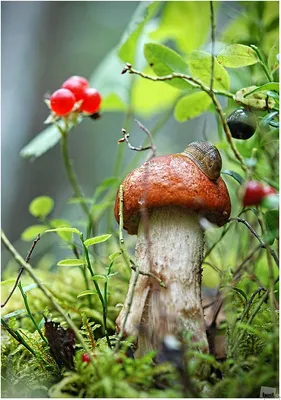 Лес,грибы,ягоды» — создано в Шедевруме