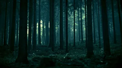 Dark Forest HD Wallpaper | 1920x1080 | ID:23150 -  | Лес  иллюстрация, Фантазия лес, Темный лес