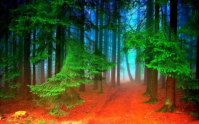 изображение леса с большими деревьями и папоротниками, спокойствие, высокое  разрешение, поездки внутри страны фон картинки и Фото для бесплатной  загрузки