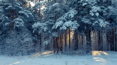 Самый красивый зимний лес в мире | SIBEXPEDITIONS | Научно-приключенческий  туризм