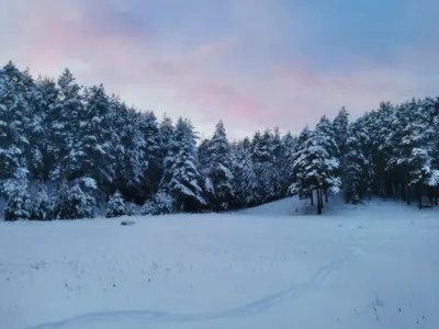 Лес, зима, снег. | Пейзажи, Живописные пейзажи, Зимние сцены