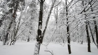 Зима, деревья, снег. | Winter scenery, Winter wallpaper, Iphone wallpaper  winter