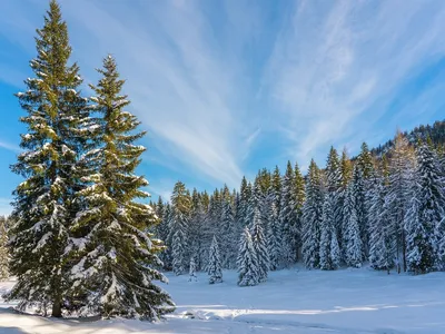 Снежный лес зима снежный пейзаж снежные горы зима в лесу | Премиум Фото