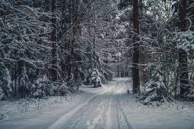 Сибирский лес зимой — Фото №1370634