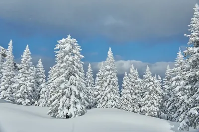 Зимний лес фото картина