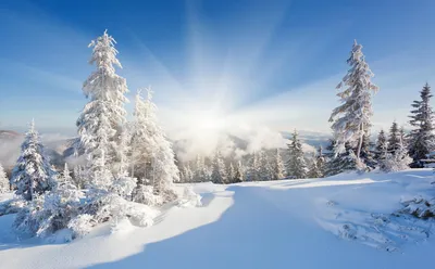 Заснеженный лес, ёлки повсюду, зима…» — создано в Шедевруме