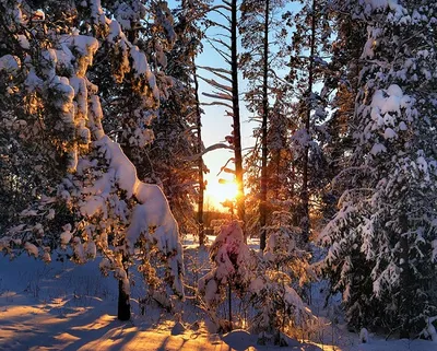 зимний пейзаж в зимнем лесу зимой, уличное дерево, зима, время года фон  картинки и Фото для бесплатной загрузки