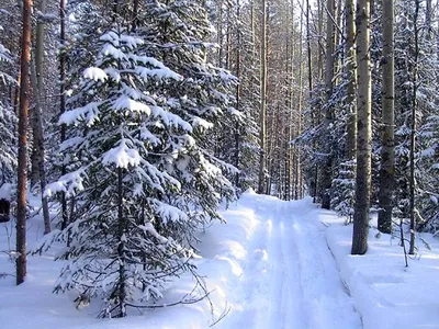 Зимний лес, с утра мороз.... Photographer Vera Ra