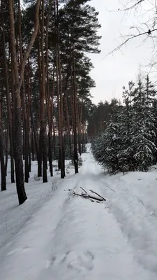 Лес зимний иллюстрация - 35 фото