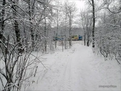 Волшебная зима, в лесу замело все …» — создано в Шедевруме