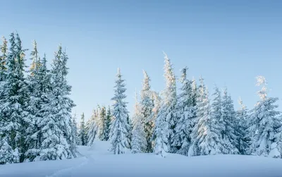Фото Зимний лес зимой, более 95 000 качественных бесплатных стоковых фото