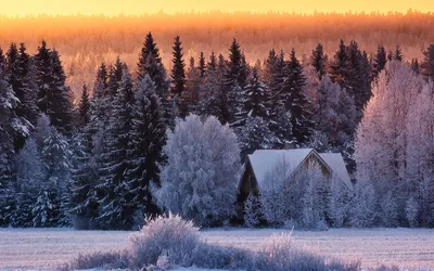 Зимний лес в горах, весь засыпанный снегом, морозное утро. замороженная  сосна и ель. | Премиум Фото