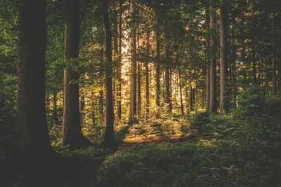 Обои Деревья, Лес, Пейзаж, Forest, Trees, Лучи солнца картинки на рабочий  стол, раздел природа - скачать