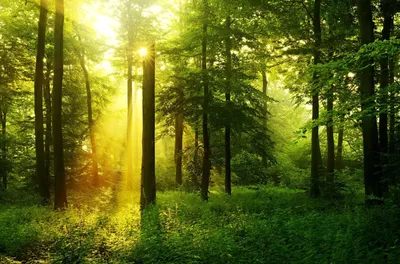 Картинка Зеленый хвойный лес » Лес картинки скачать бесплатно (224 фото) -  Картинки 24 » Картинки 24 - скачать картинки бесплатно