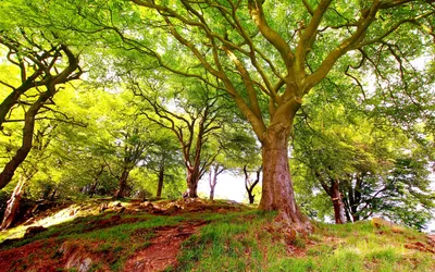 Обои лес, природа, лесистая местность, растительность, тропа на телефон  Android, 1080x1920 картинки и фото бесплатно