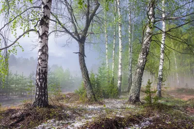 Летний лес обои для рабочего стола, картинки и фото - 