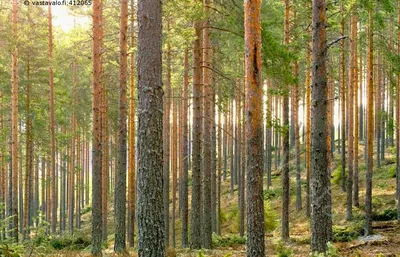 Финская древесина - гарантия домов высшего качества | Lumipolar