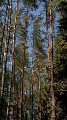 Широколиственный лес (58 фото) - 58 фото