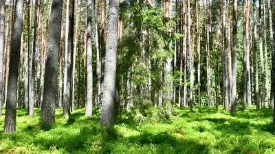 Низкорослые деревья смешанного леса - 69 фото