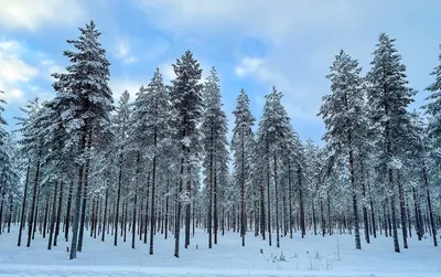 Финская древесина - гарантия домов высшего качества | Lumipolar