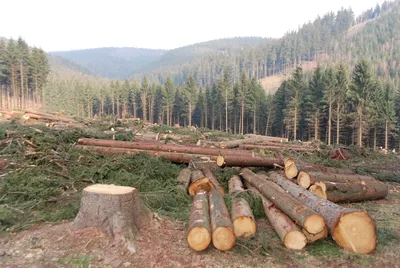 Вырубка леса! Урон экологии или санитарные нормы?