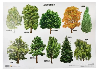 Картинки Лучи света Природа лес Деревья